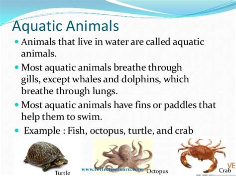 Adaptive features of animals in desert - illustrationessays.web.fc2.com