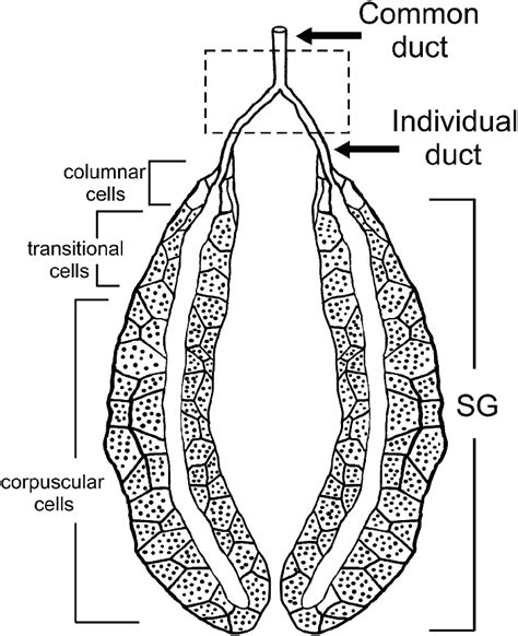 Schematic View Of Drosophila Larval Salivary Glands Sgs And Their