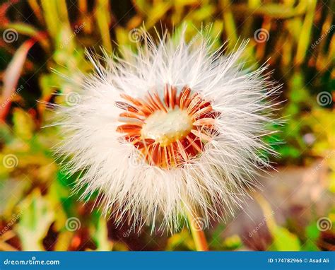 Flower And Brown Seeds Of Dandelions Wind Dispersal Stock Photo
