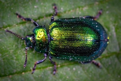 June Bugs How To Identify And Control Them In Your Yard Aantex Pest