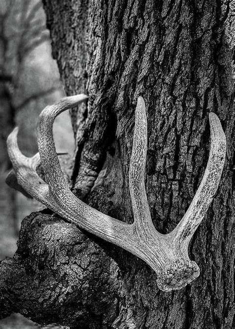 Red Stag Shed Antler Digital Art By Jim Richman Fine Art America