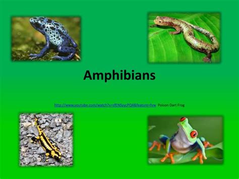 Ppt Amphibians Powerpoint Presentation Free Download Id2159196