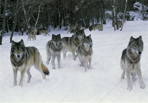 Pack Of Grey Wolves Canis Lupus In Snow Stock Image Z9320057