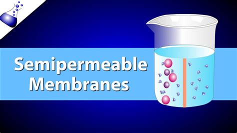 Permeable To Cell Membrane Simple Functions And Diagram
