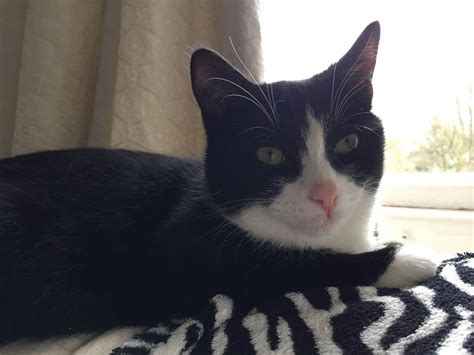 Black And White Cat Looking For A Loving Home