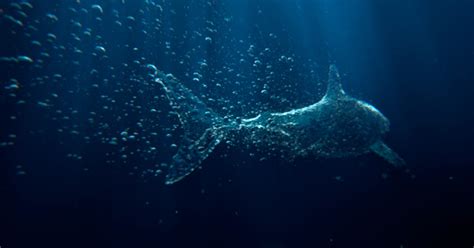 Australian Marine Conservation Society Fragile Oceans Collider