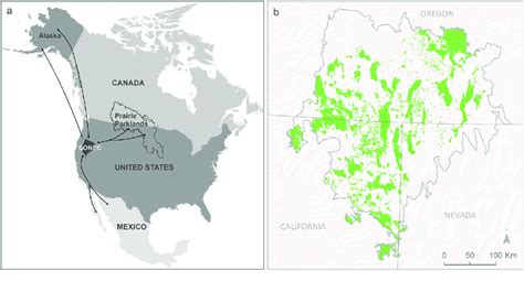 Study Area In Context Of Western North America Waterbird