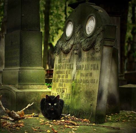 Black Cat In The Cemetery Old Cemeteries Black Cat Cemetery Art