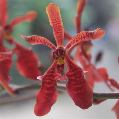 Renanthera Coccinea A Cool To Hot Growing Orchid Best Growing As