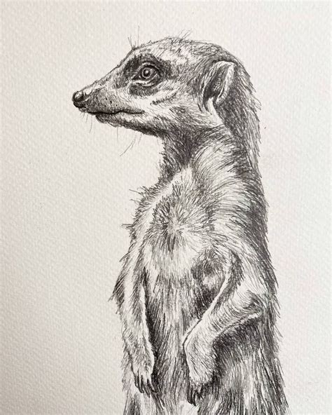 Pin By Cj Lizotte On Wild Animals Pencil Drawings And Sketches Animal