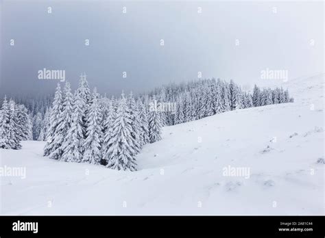 Winter Landscape With Pine Trees In Snowy Mountain Meadow Mysterious
