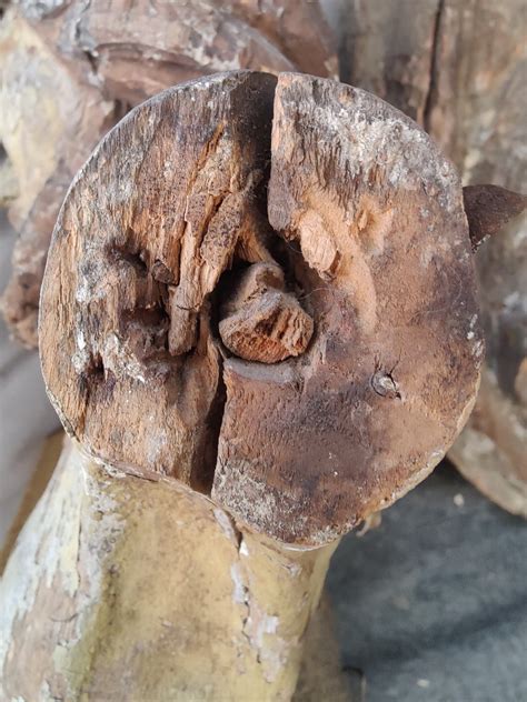 Corpus Christi, Sculpture - Wood - 16th/17th century - Catawiki