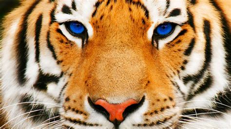 Tiger Eyes Hd Desktop Wallpaper 20534 Baltana