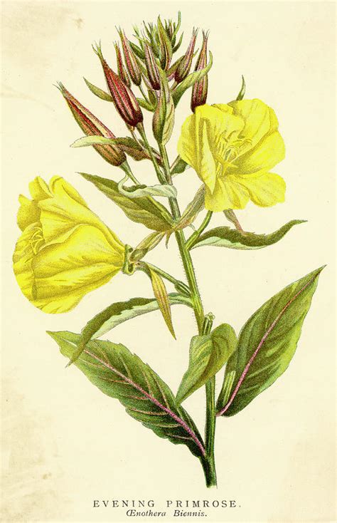 Primrose Flower Drawing