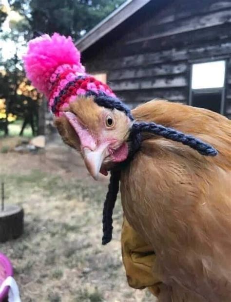 A Close Up Of A Chicken Wearing A Knitted Hat With A Pink Pom Pom On It S Head