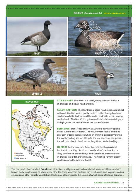 The Cornell Lab Of Ornithology Regional Field Guide Series All About