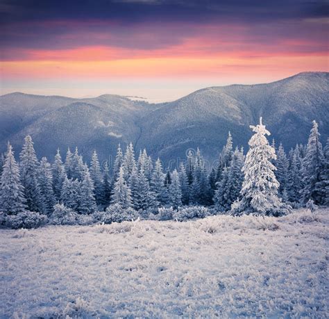 Beautiful Winter Sunrise In The Mountain Forest Stock
