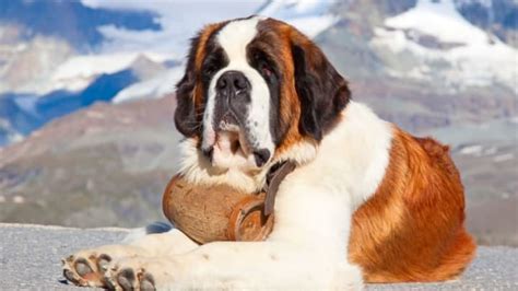 Why Are St Bernards Always Depicted With Barrels Around Their Necks
