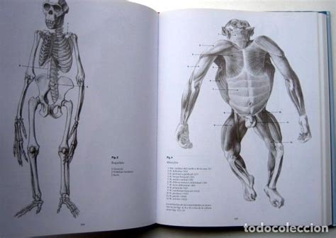 Escuela De Dibujo De Anatomía Humana Animal Comprar Libros De