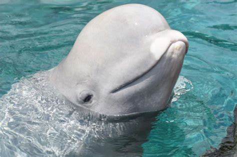 10 Amazing Facts About Beluga Whales