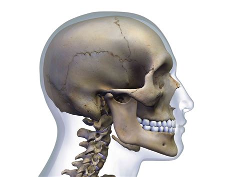 De Anatomie Van Het Achterhoofdsbeen Med Nl