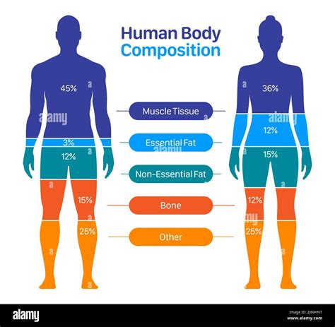 Comparison Of Healthy Male And Female Body Composition Human Body