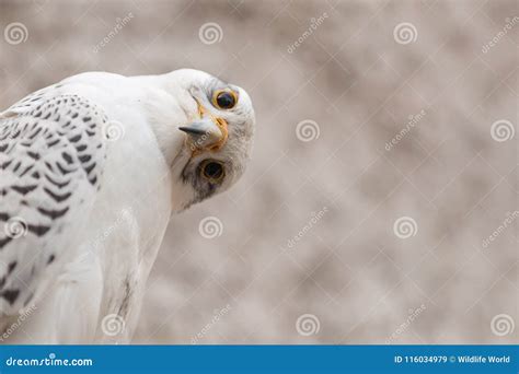 Portrait Of A Gyr Falcon Falco Rusticolus With Funny Head Rotation
