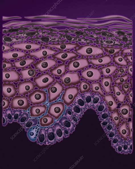 Human Skin Layers Illustration Stock Image C0386915 Science