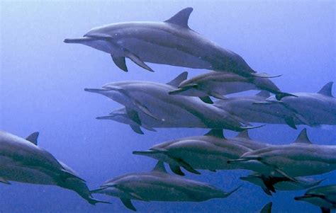 Dolphins May Call Each Other By Name Wired