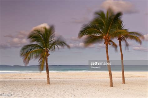 Carribean Dominican Republic Punta Cana Playa Bavaro Moving Palms On