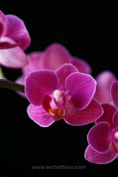Orchids The Ultimate Tricksters Attracting Pollinators Orchid Bliss