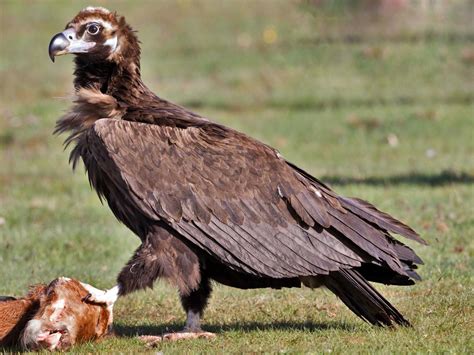 Cinereous Vulture Aegypius Monachus