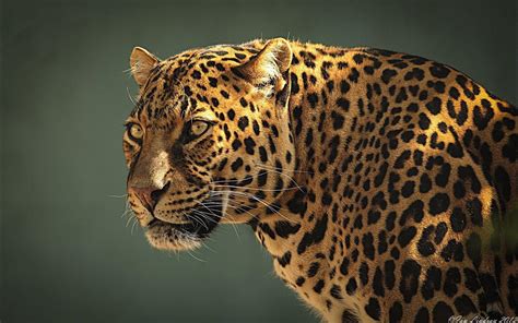 Jaguar Wallpapers Wallpaper Cave