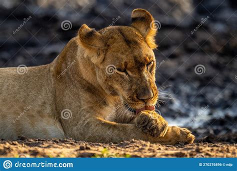 Close Up Of Sunlit Lioness Lying Licking Paw Stock Photo Image Of