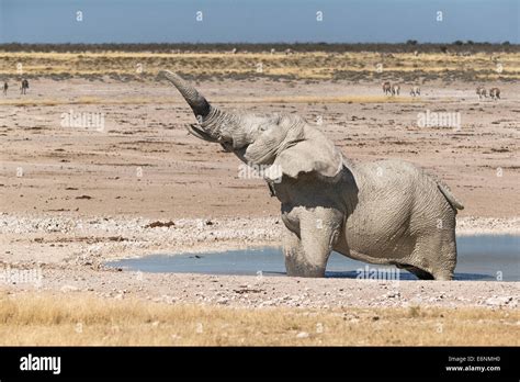 African Elephant Loxodonta Africana In Water Side View Etosha