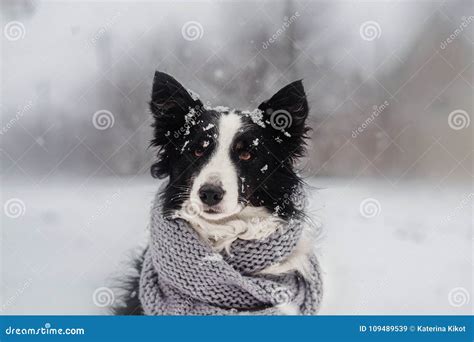 Winter Puppy Fairy Tale Portrait Of A Border Collie Dog In Snow Stock