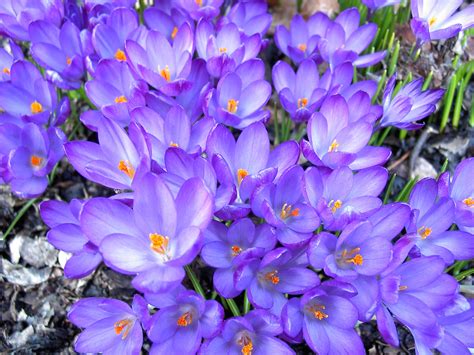 Crocus Flowers In The Garden Wallpapers And Images Wallpapers