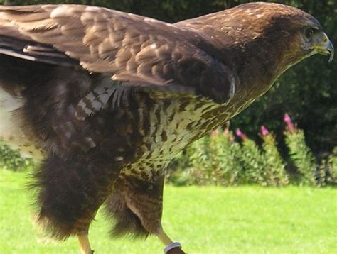 Tuesday's with the hawks nest podcast: Hawks And Buzzards Of The Florida Everglades | HubPages