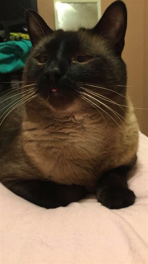 This Is My Overweight Siamese Cat Zorro We Named Him That Because When