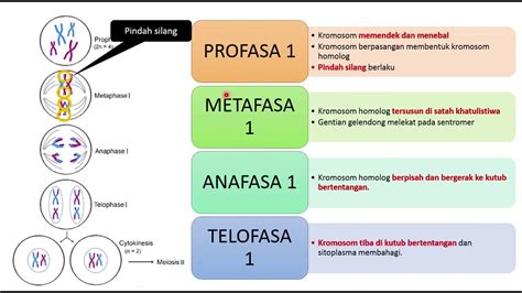 Biologi Tingkatan Perbandingan Mitosis Dan Meiosis Youtube Riset 18560