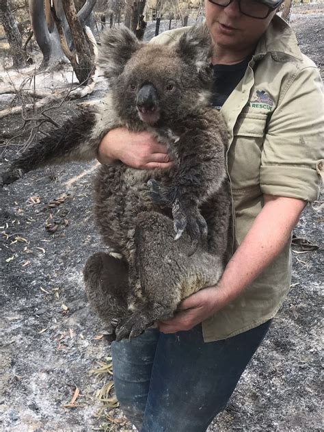 Adelaide Koala Rescue Akr