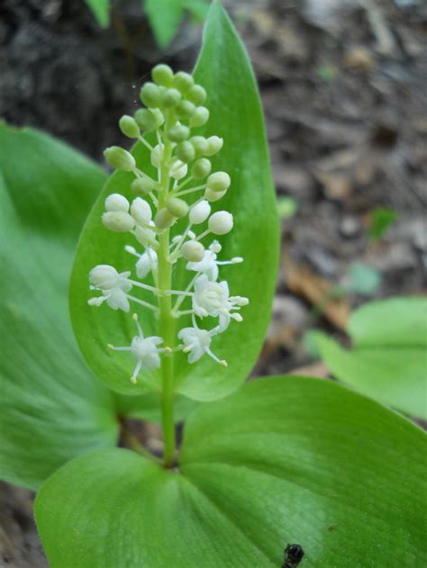 Beautiful flowers, reasonable prices, and reliable service. Canada Mayflower (Maianthemum canadense) - 01 - Wild ...