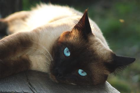 30,818 likes · 88 talking about this. Siamese Cat Free Stock Photo - ISO Republic
