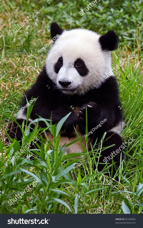 Giant Panda Bear Stock Photo 55769095 Shutterstock