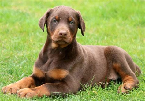 Doberman Pinscher Puppies For Sale Puppy Adoption