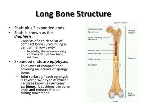 Diagram Of Typical Long Bone