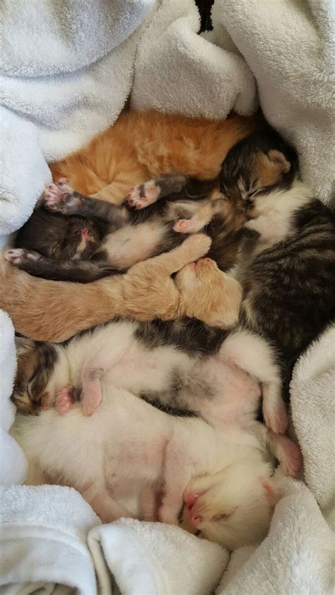 rescued kittens kitten rescue kittens cats