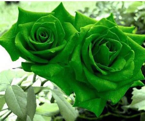 Green Rose Seeds Lover Green Rose Seed Beautiful Flower Seed Symbolism