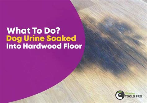 Remove Pet Urine Stain On Hardwood Floor Home Alqu