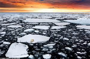 Photographer Marco Gaiotti Captures Polar Bear Stranded On Melting